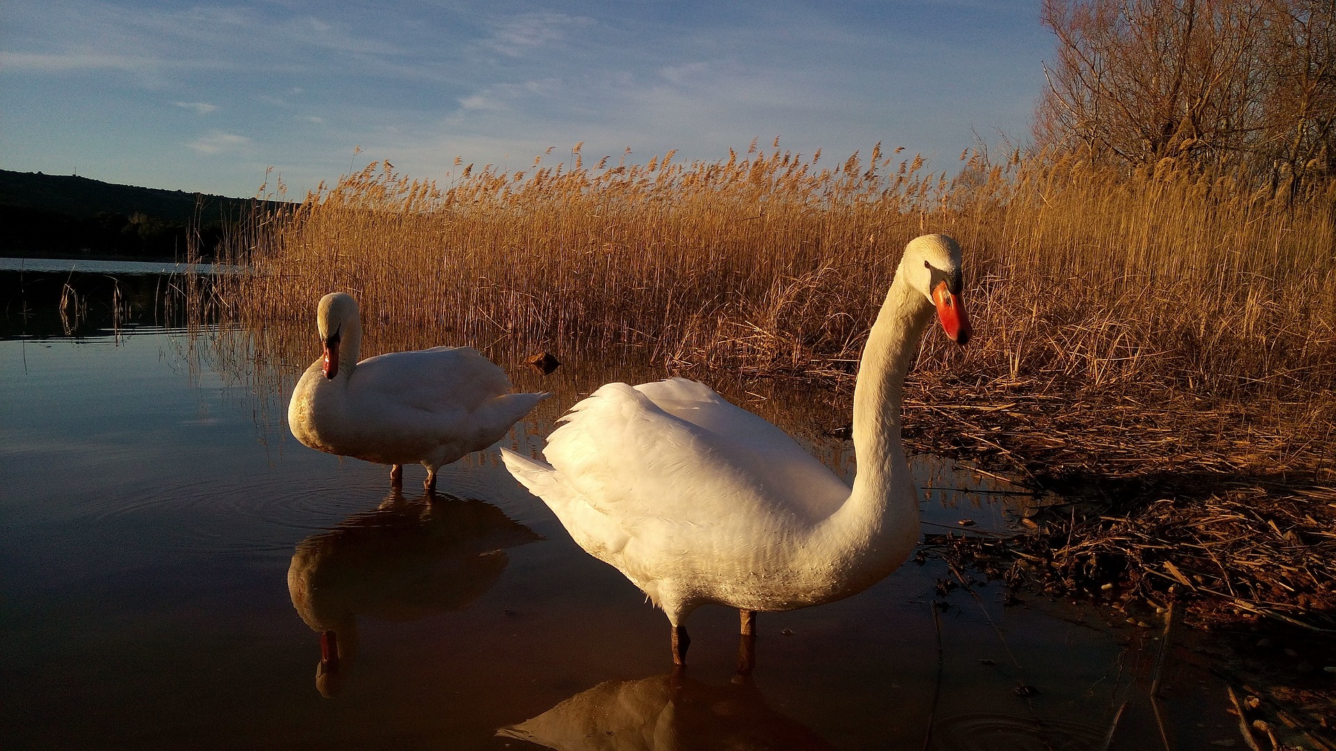swans-990015_1920