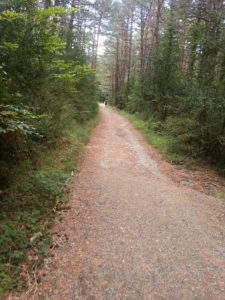 Path on the mountain that lead to Zubiri