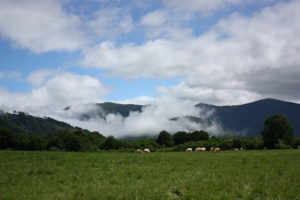 The green landscape of Espinal