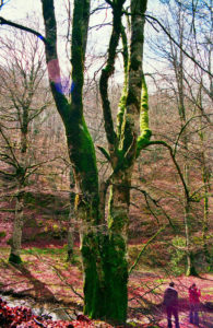 arbol valle erro, camino francés