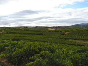 Camino entre árboles verdes desde Navarrete a Nájera