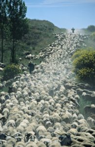 Rebaño de ovejas en la sierra de Atapuerca