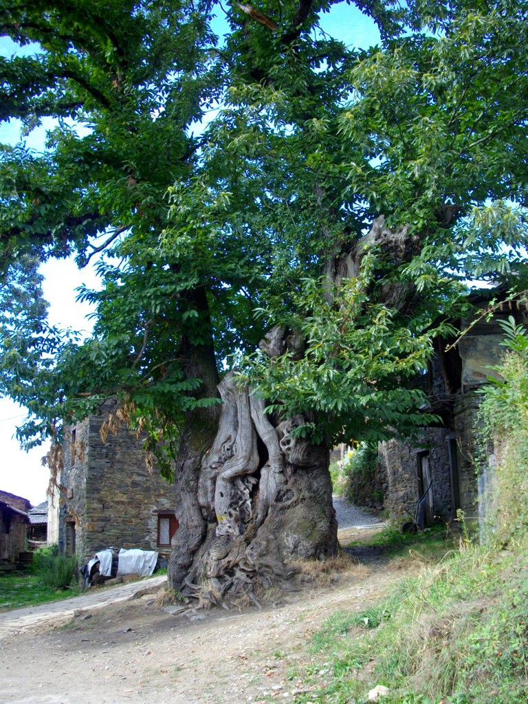 Árbol castaño antiguo situado en Ramil
