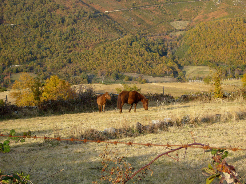 Imagen de caballos alimentándose en el monte de los Ancares