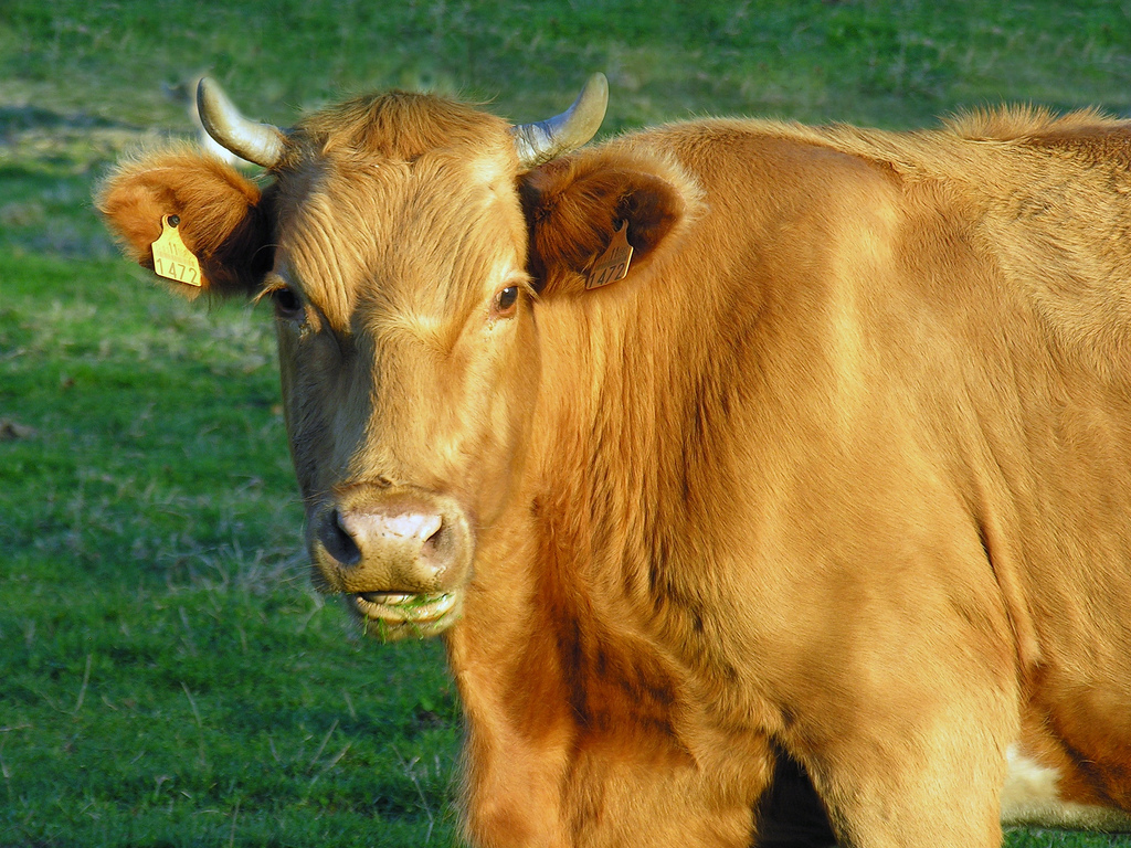 Vaca de la raza "Rubia gallega" pastando en el campo