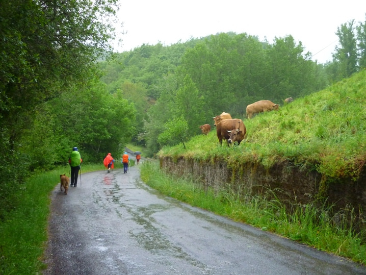 Vacas pastando en el campo al lado de peregrinos haciendo el Camino de Santiago en Vega de Valcarce