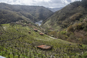 Viñedos-Ribeira-Sacra