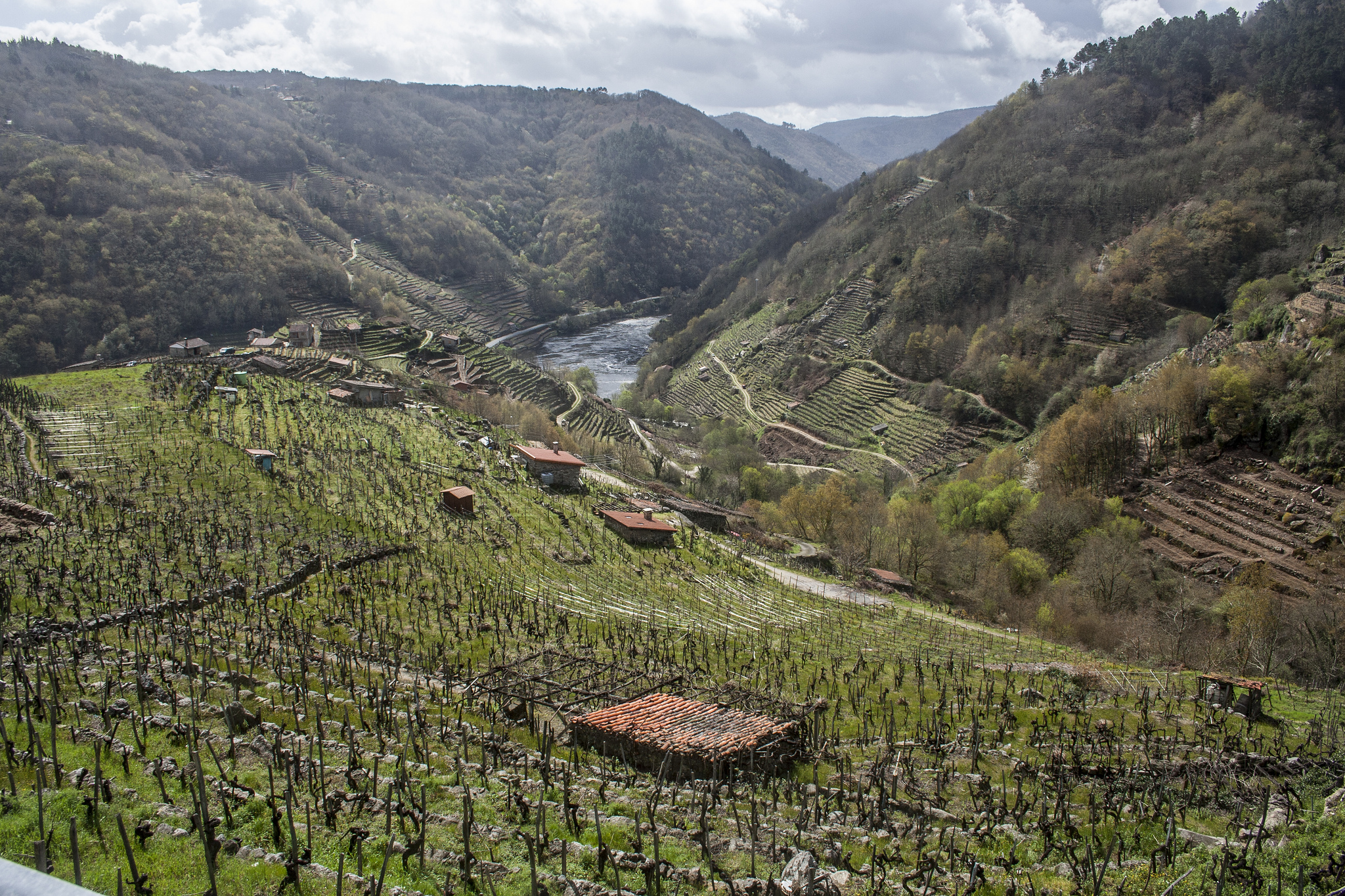 Vineyards in the canyons of the Ribeira Sacra