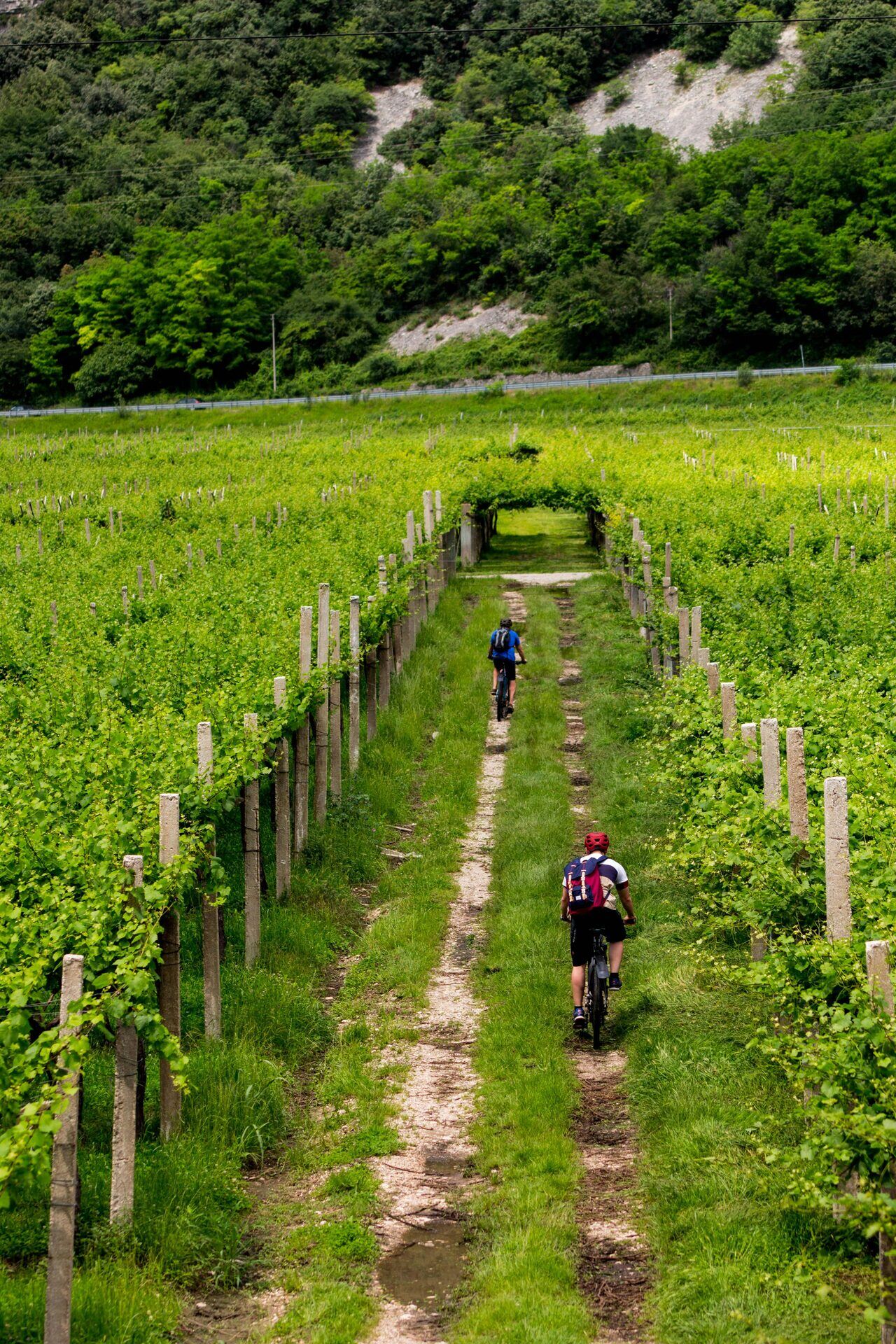 Dois Ciclistas Pedalando Por Uma Trilha Verde Do Caminho De Santiago Entre Vinhedos
